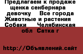 Предлагаем к продаже щенка сенбернара - девочку. - Все города Животные и растения » Собаки   . Челябинская обл.,Сатка г.